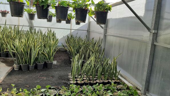 سانسوریا(sansevieria)