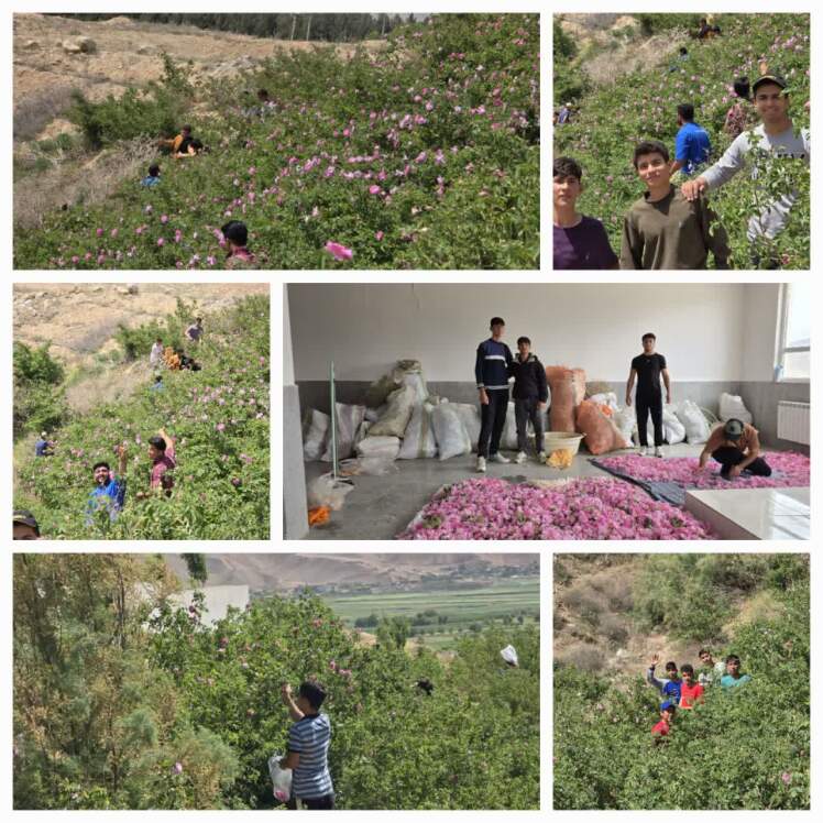 آغاز جمع آوری گل محمدی و گلاب گیری در هنرستان